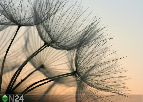 Fliis-fototapeet Dandelion closeup 360x270 cm