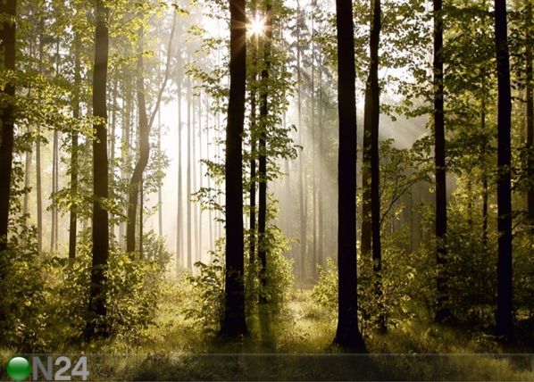 Fliis-fototapeet Forest 3 360x270 cm