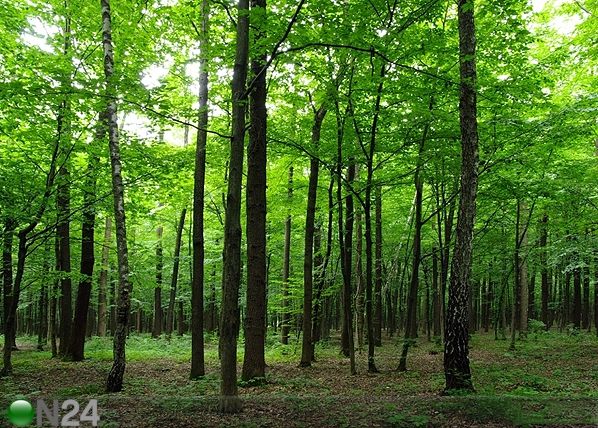 Fliis-fototapeet Forest 360x270 cm