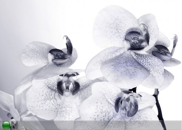 Fliis-fototapeet Orchids 3 360x270 cm