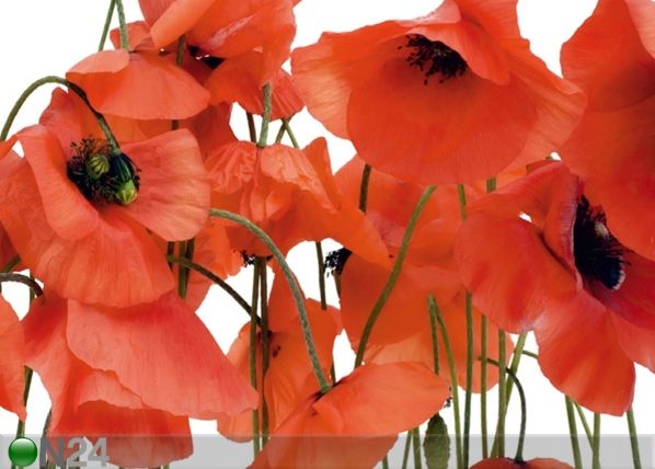 Fliis-fototapeet Poppies 360x270 cm