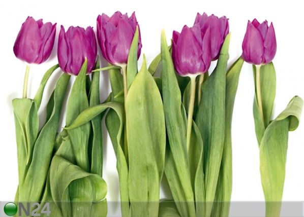 Fliis-fototapeet Tulips 2 360x270 cm
