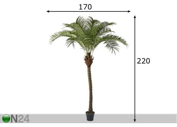 Fööniks palm 220cm mõõdud