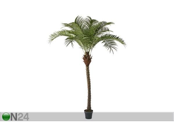 Fööniks palm 220cm