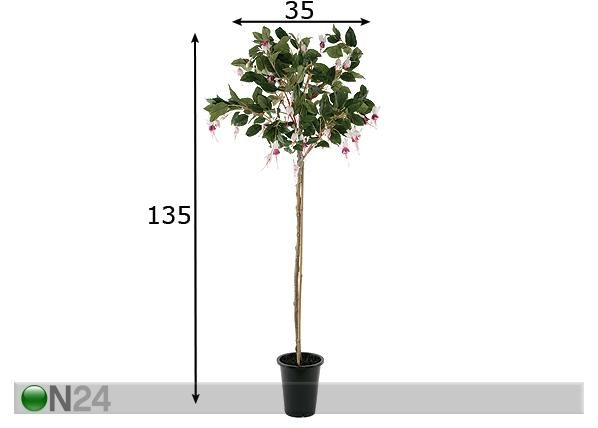 Fuksia 135 cm mõõdud