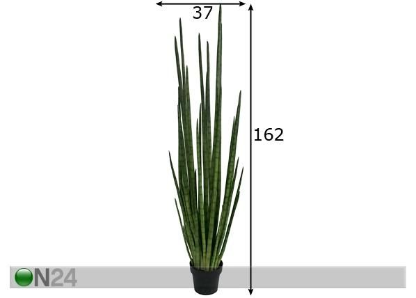 Havisaba 162 cm mõõdud