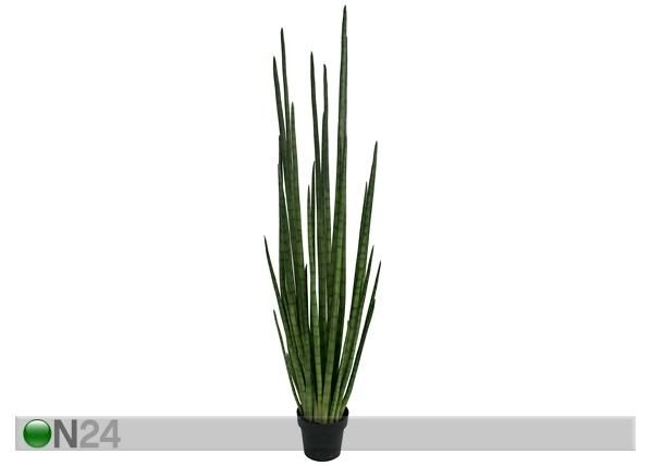 Havisaba 162 cm