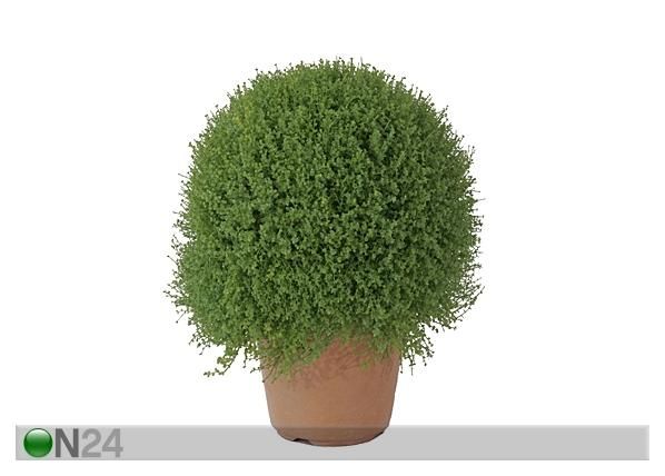 Helksiine 35 cm