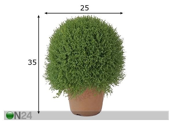Helksiine 35 cm mõõdud