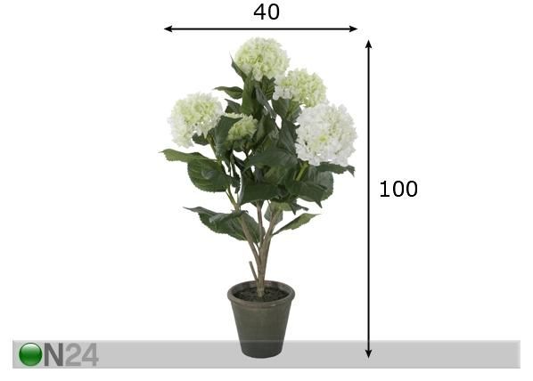 Hortensia 100 cm mõõdud