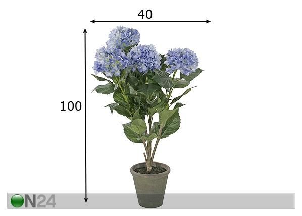 Hortensia 100 cm mõõdud
