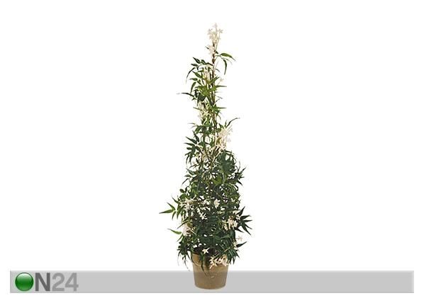Jasmiini püramiid 94 cm