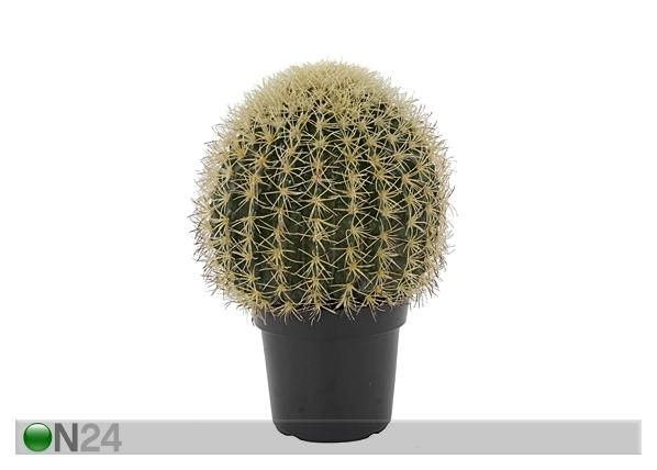 Kaktus potis 44 cm