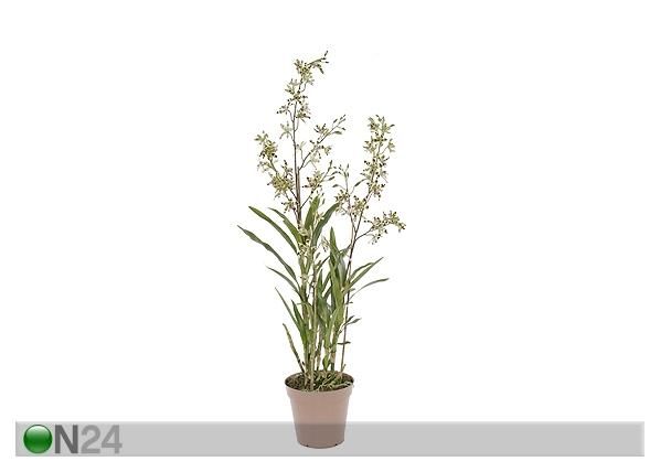 Kirju Orhidee leopardikäpp 110 cm