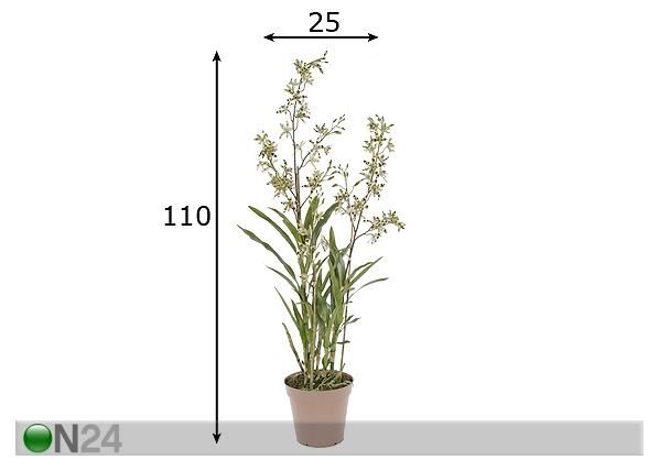 Kirju Orhidee leopardikäpp 110 cm mõõdud