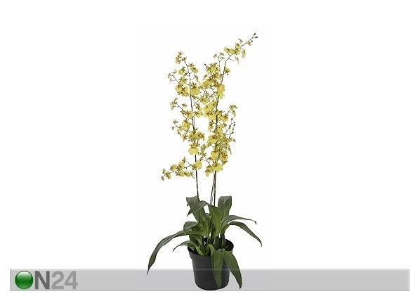 Kollane Orhidee ontsiidium 100 cm