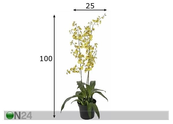 Kollane Orhidee ontsiidium 100 cm mõõdud