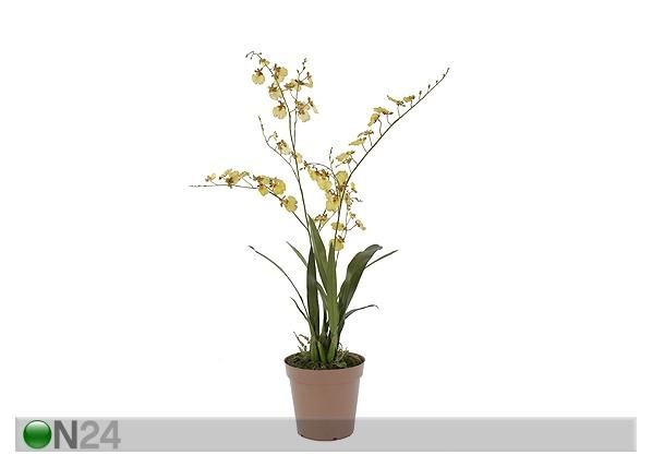Kollane Orhidee ontsiidium 115 cm
