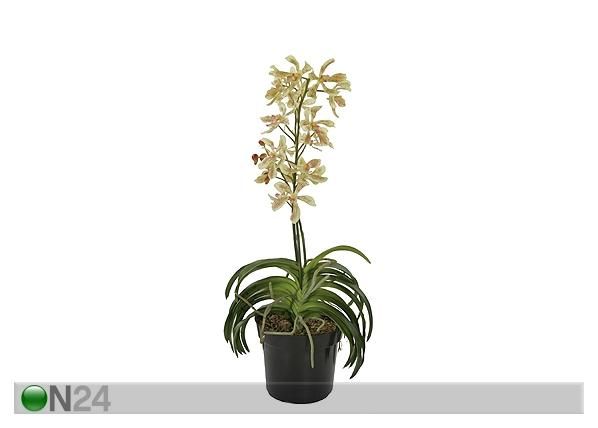 Kollane Orhidee vanda 85 cm