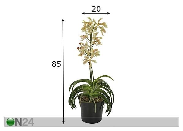 Kollane Orhidee vanda 85 cm mõõdud