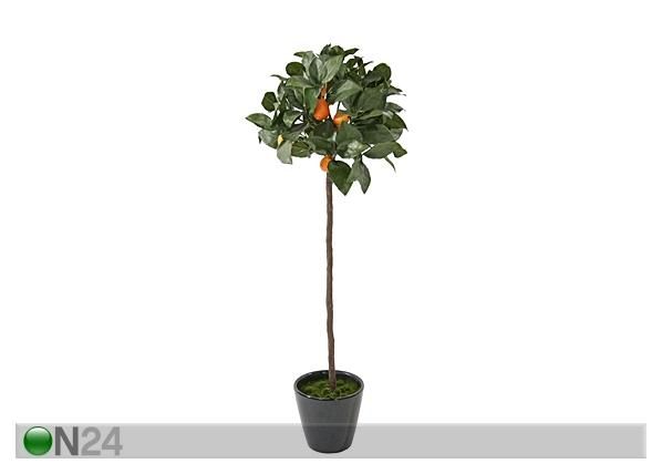 Kumkvatipuu 72 cm