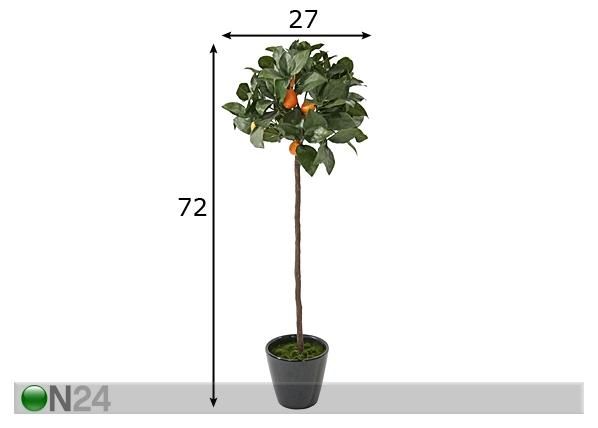 Kumkvatipuu 72 cm mõõdud