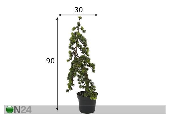 Mägimänd potis 90 cm
