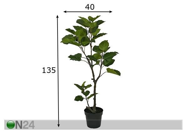 Makenia polysciam 135 cm mõõdud