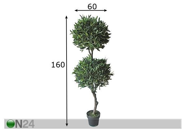 Oliivipuu 160 cm mõõdud