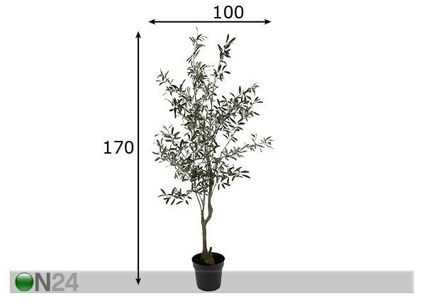 Oliivipuu 170 cm mõõdud