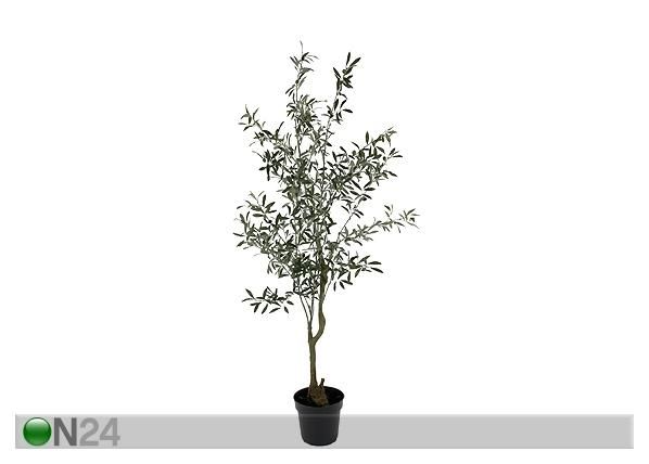 Oliivipuu 170 cm