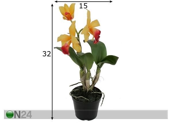Orhidee Cattleya 32 cm mõõdud