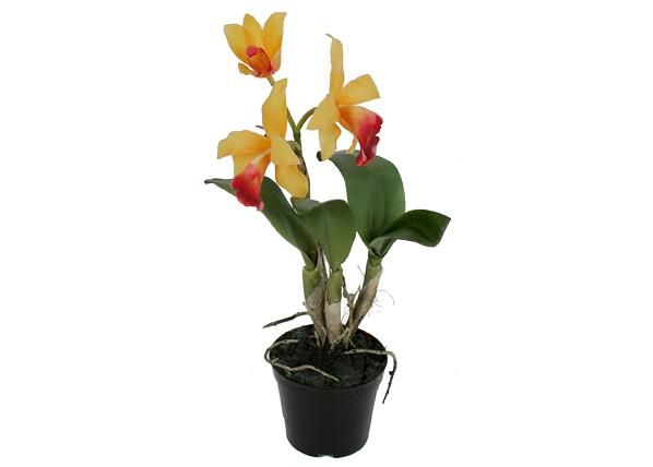 Orhidee Cattleya 32 cm