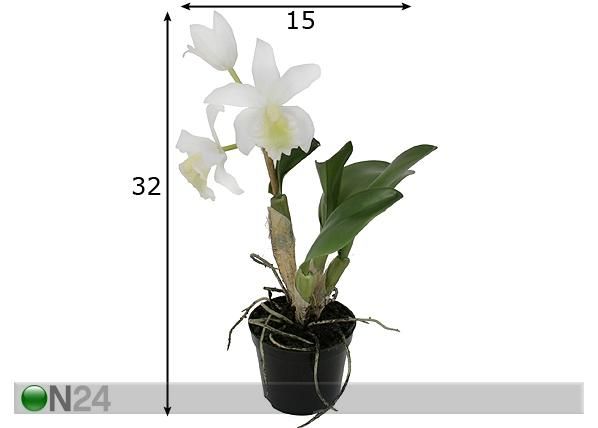 Orhidee Cattleya 32 cm mõõdud