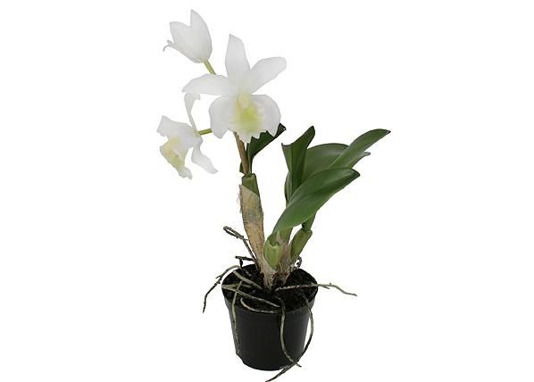 Orhidee Cattleya 32 cm