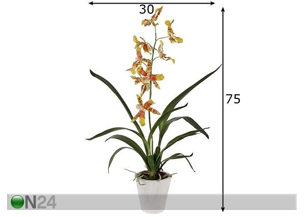 Orhidee Oncidium 75 cm mõõdud