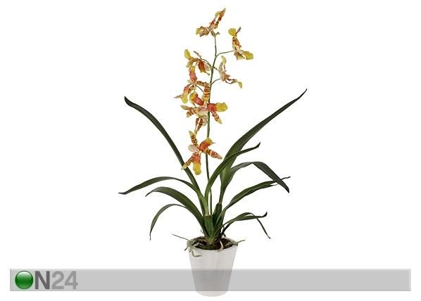 Orhidee Oncidium 75 cm