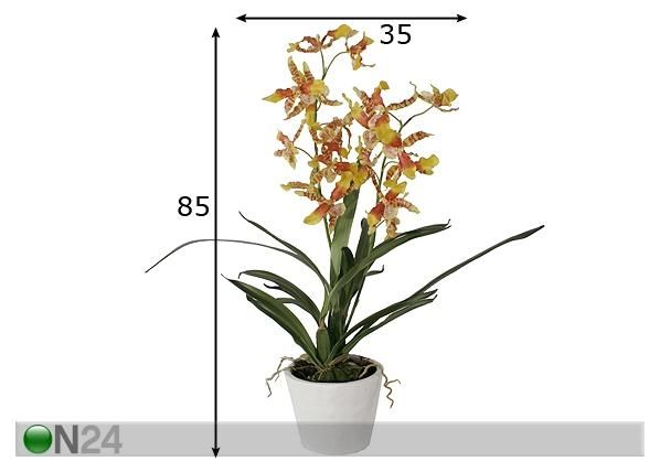 Orhidee Oncidium 85 cm mõõdud