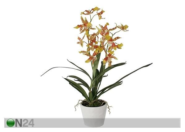 Orhidee Oncidium 85 cm