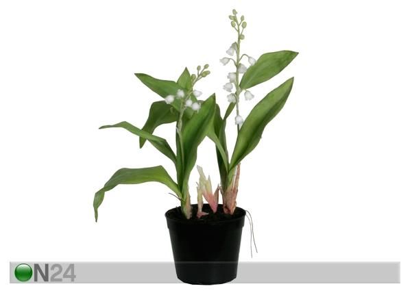 Piibeleht 25 cm