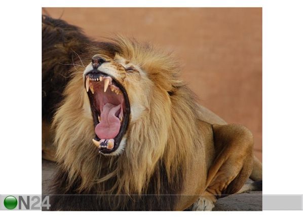 Pilt A Lion Yawning 43x40 cm