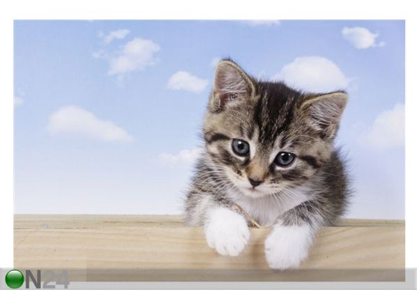 Pilt A Little Kitten 135x90 cm