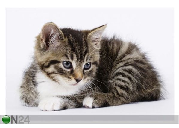 Pilt A Little Kitten - Fluffy Pets 195x130 cm