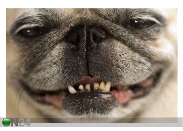 Pilt A Pug With a Cheeky Smile 179x120 cm