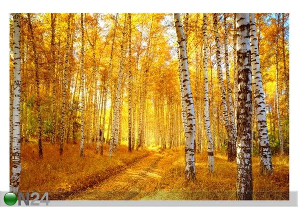 Pilt Autumn Birch Forest 179x120 cm