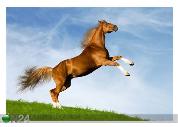 Pilt Bavarian Chesnut Horse 146x100 cm