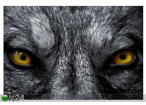 Pilt Beautiful Eyes of a Wild Wolf 149x100 cm
