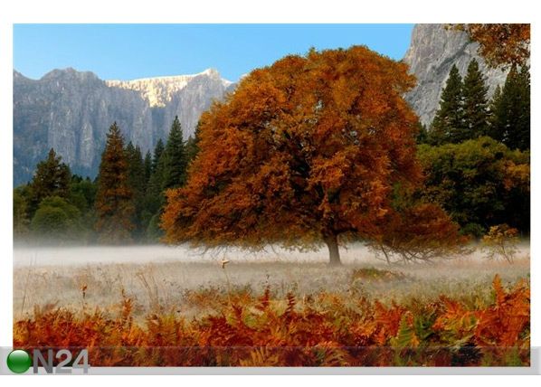 Pilt Beautiful Mist in Early Morning 60x40 cm