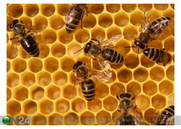 Pilt Bees Inside the Hive 124x90 cm