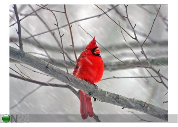 Pilt Cardinal in Winter 175x130 cm